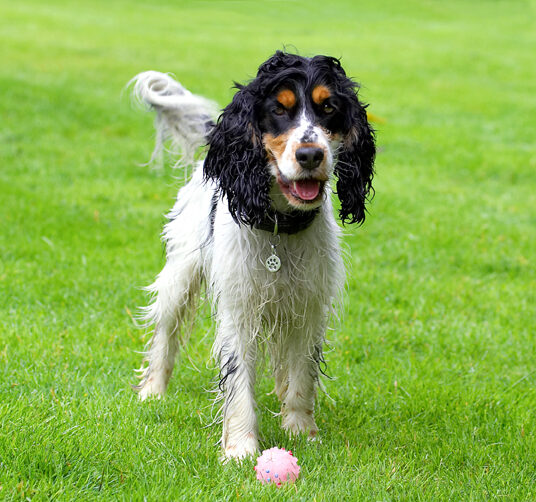 Cocker Spaniel, Dog, Dogs, Spaniels, Tongue, Ziggy