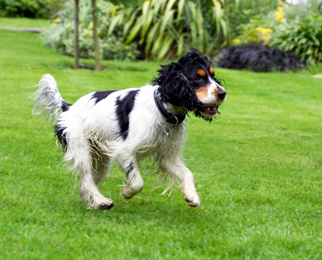 Cocker Spaniel, Dog, Dogs, Spaniels, Tongue, Ziggy