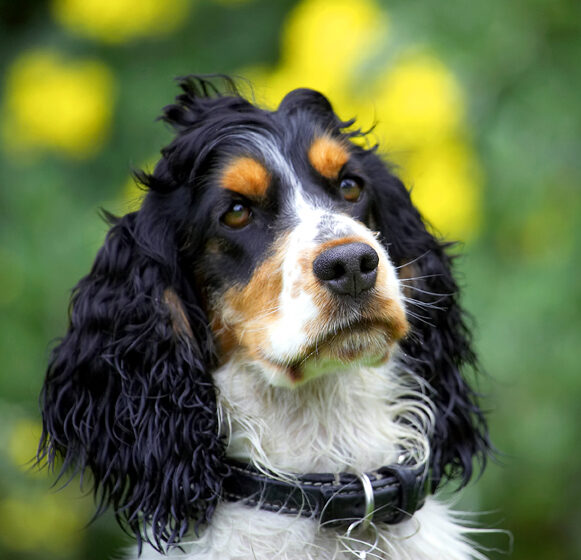 Cocker Spaniel, Dog, Dogs, Spaniels, Tongue, Ziggy
