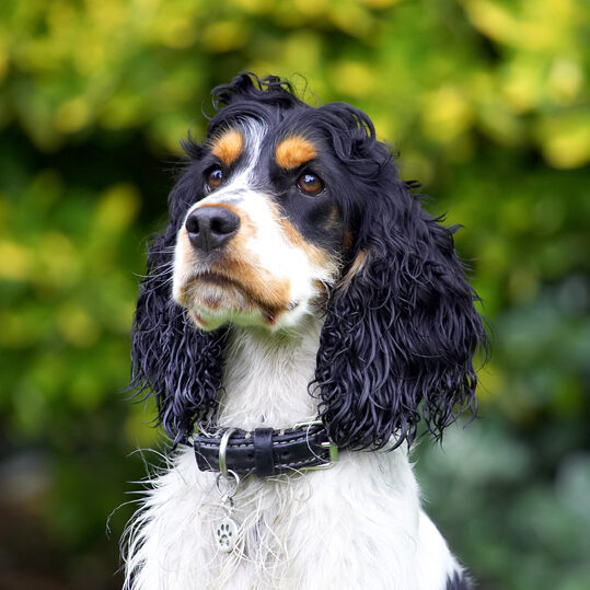 Cocker Spaniel, Dog, Dogs, Spaniels, Tongue, Ziggy