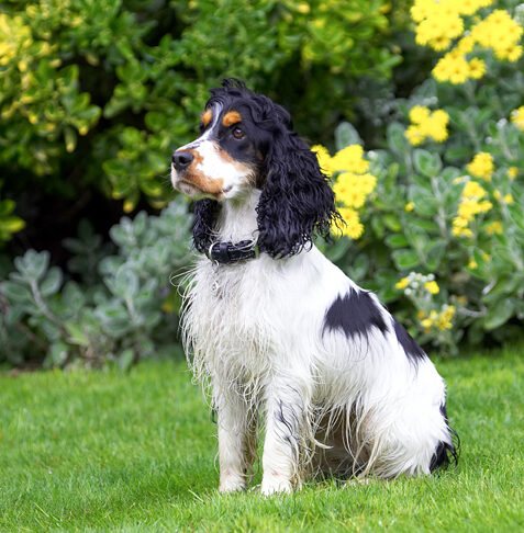 Cocker Spaniel, Dog, Dogs, Spaniels, Tongue, Ziggy