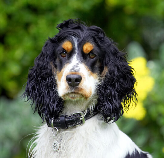 Cocker Spaniel, Dog, Dogs, Spaniels, Tongue, Ziggy