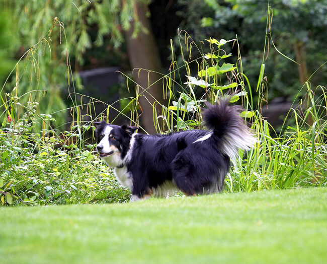 Border Collie, Collies, Dog, Dogs, Stinky, Tongue