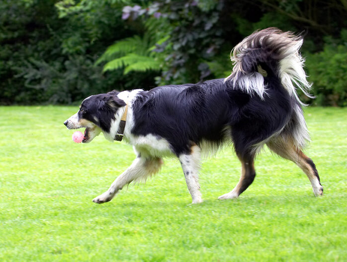 Border Collie, Collies, Dog, Dogs, Stinky, Tongue