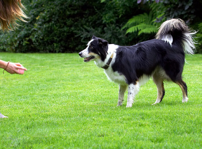 Border Collie, Collies, Dog, Dogs, Stinky, Tongue