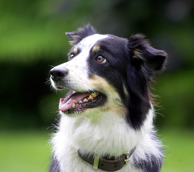 Border Collie, Collies, Dog, Dogs, Stinky, Tongue