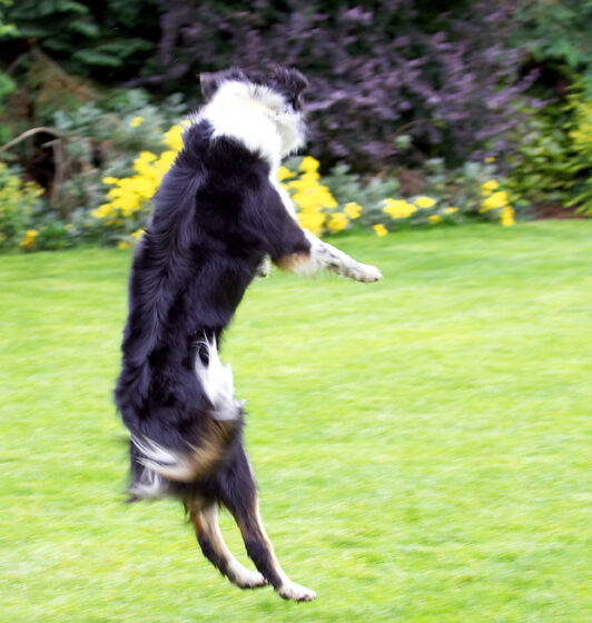 Border Collie, Collies, Dog, Dogs, Stinky, Tongue