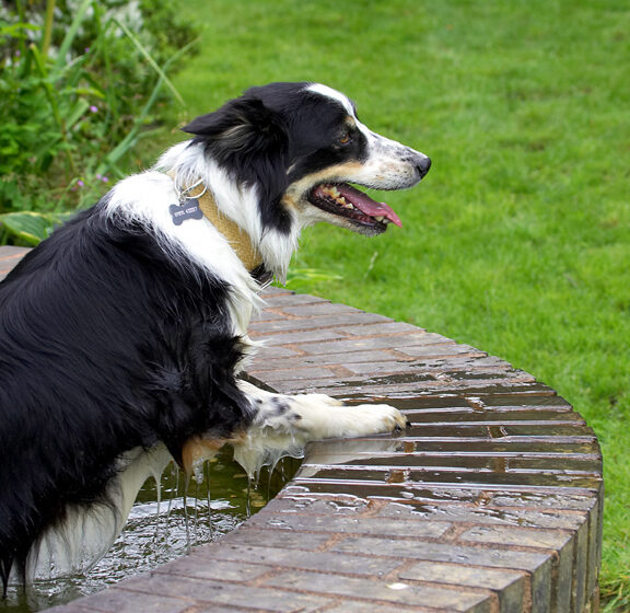 Border Collie, Collies, Dog, Dogs, Stinky, Tongue