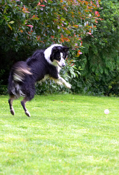 Border Collie, Collies, Dog, Dogs, Stinky, Tongue