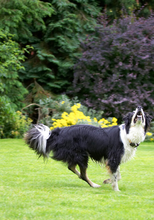 Border Collie, Collies, Dog, Dogs, Stinky, Tongue