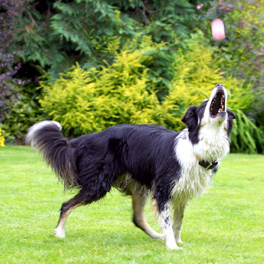 Border Collie, Collies, Dog, Dogs, Stinky, Tongue