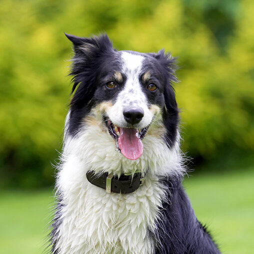 Border Collie, Collies, Dog, Dogs, Stinky, Tongue