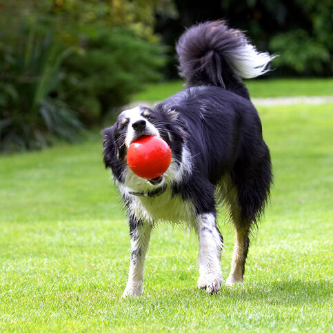 Border Collie, Collies, Dog, Dogs, Stinky, Tongue