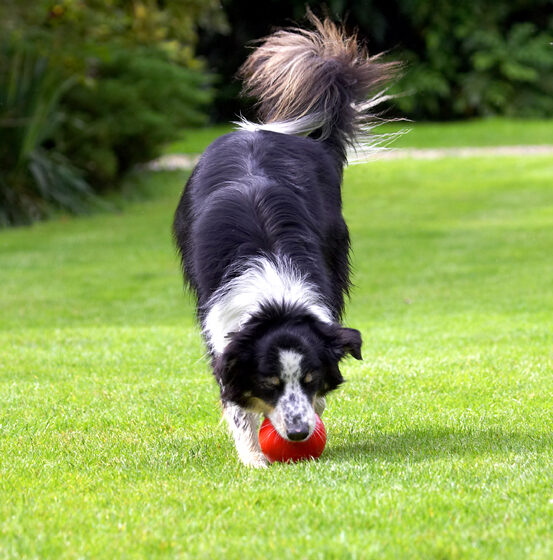 Border Collie, Collies, Dog, Dogs, Stinky, Tongue