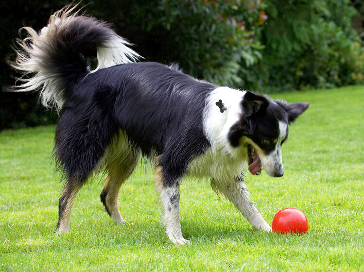 Border Collie, Collies, Dog, Dogs, Stinky, Tongue