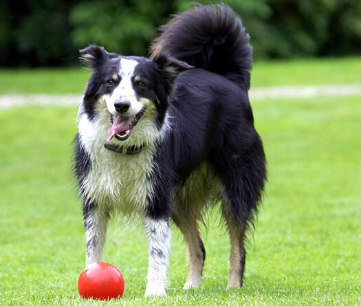 Border Collie, Collies, Dog, Dogs, Stinky, Tongue