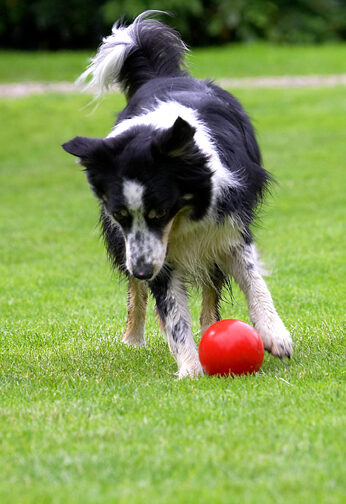 Border Collie, Collies, Dog, Dogs, Stinky, Tongue