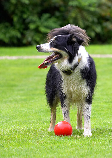 Border Collie, Collies, Dog, Dogs, Stinky, Tongue