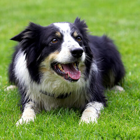 Border Collie, Collies, Dog, Dogs, Stinky, Tongue