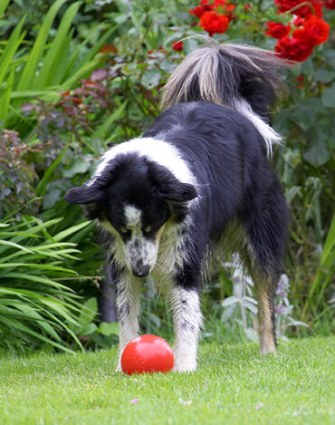 Border Collie, Collies, Dog, Dogs, Stinky, Tongue