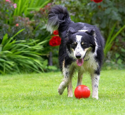 Border Collie, Collies, Dog, Dogs, Stinky, Tongue