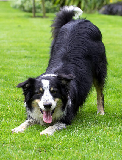 Border Collie, Collies, Dog, Dogs, Stinky, Tongue