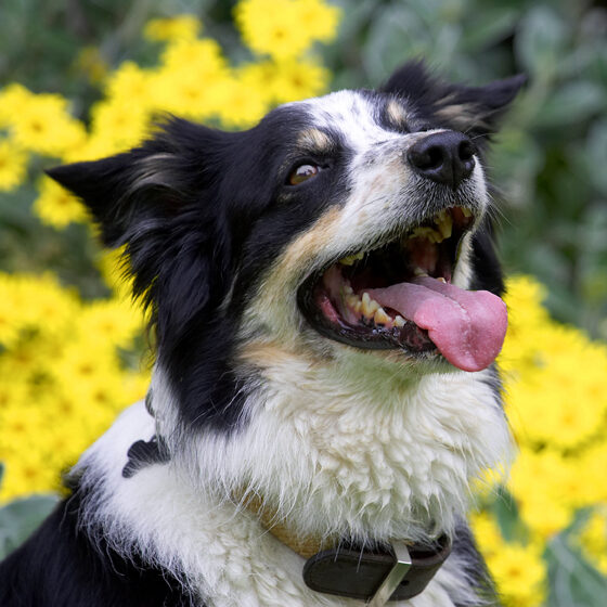 Border Collie, Collies, Dog, Dogs, Stinky, Tongue