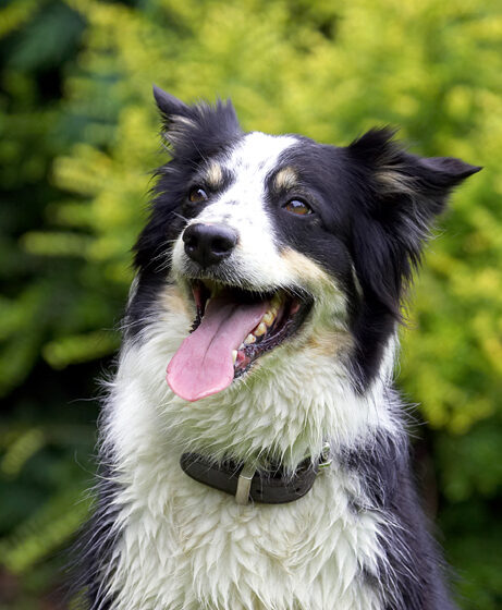 Border Collie, Collies, Dog, Dogs, Stinky, Tongue