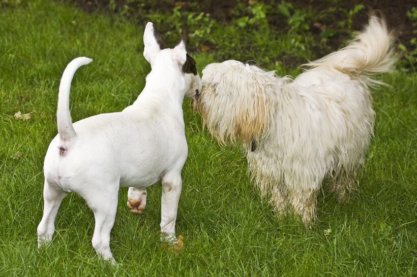 Dog, Dogs, English Bull Terrier, Mana, Rupert, Terriers, Tibetan Terrier