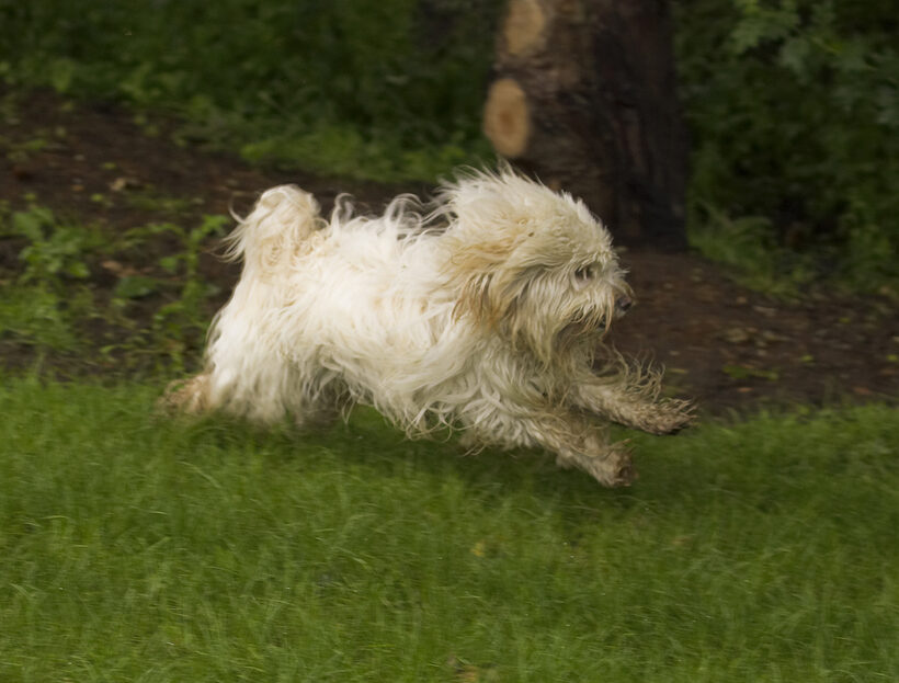 Dog, Dogs, Rupert, Terriers, Tibetan terrier