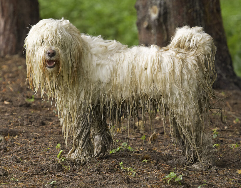 Dog, Dogs, Rupert, Terriers, Tibetan terrier