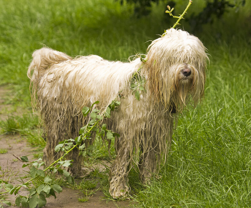 Dog, Dogs, Rupert, Terriers, Tibetan terrier