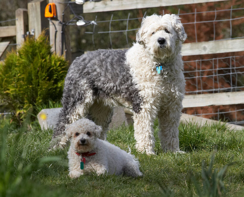 Animal, Animals, Arnie, Best, Bichon Frise, Canine, Canines, Dog, Dogs, Friends, Land Mammal, Land Mammals, Lucy, Old English Sheedog, Play, Playing, Playtime, Terrestrial Mammal, Terrestrial Mammals