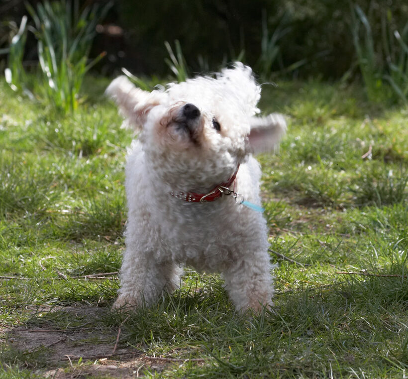 Animal, Animals, Arnie, Bichon Frise, Canine, Canines, Dog, Dogs, Land Mammal, Land Mammals, Play, Playing, Playtime, Terrestrial Mammal, Terrestrial Mammals