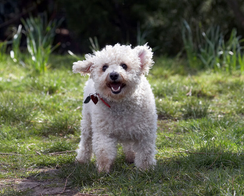 Animal, Animals, Arnie, Bichon Frise, Canine, Canines, Dog, Dogs, Land Mammal, Land Mammals, Play, Playing, Playtime, Smile, Smiling, Terrestrial Mammal, Terrestrial Mammals
