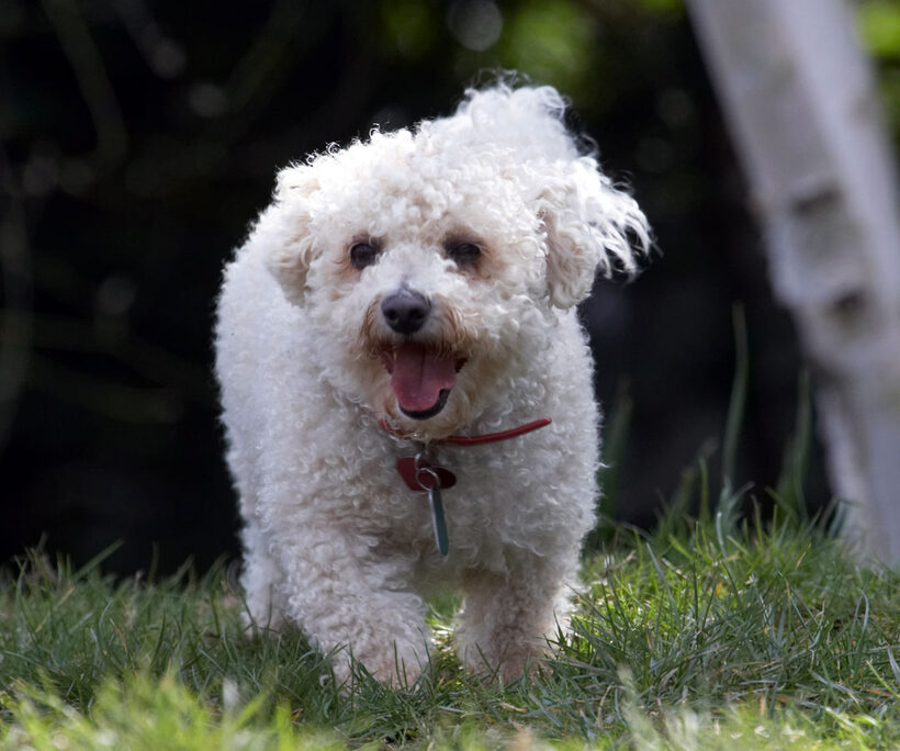 Animal, Animals, Arnie, Bichon Frise, Canine, Canines, Dog, Dogs, Land Mammal, Land Mammals, Play, Playing, Playtime, Terrestrial Mammal, Terrestrial Mammals, Tongue