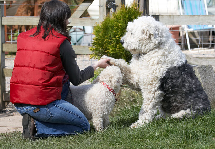 Canine, Old English Sheedog, Lucy, Land Mammals, Land Mammal, Friends, Emilia, Dogs, Dog, Canines, Animal, Animals, Arnie, Best, Bichon Frise, Paw, Play, Playing, Playtime, Shake, Terrestrial Mammal, Terrestrial Mammals