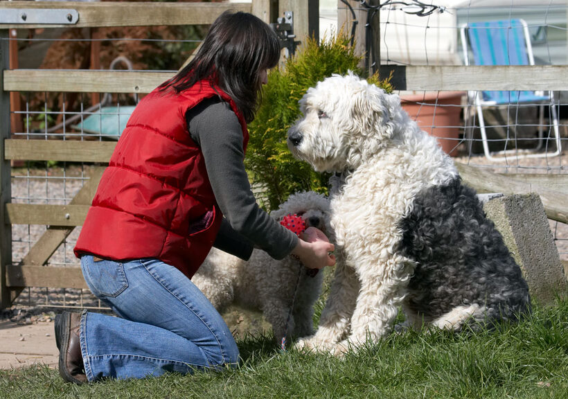 Bichon Frise, Lucy, Land Mammals, Land Mammal, Friends, Emilia, Dogs, Dog, Canines, Canine, Animal, Animals, Arnie, Best, Old English Sheedog, Play, Playing, Playtime, Terrestrial Mammal, Terrestrial Mammals