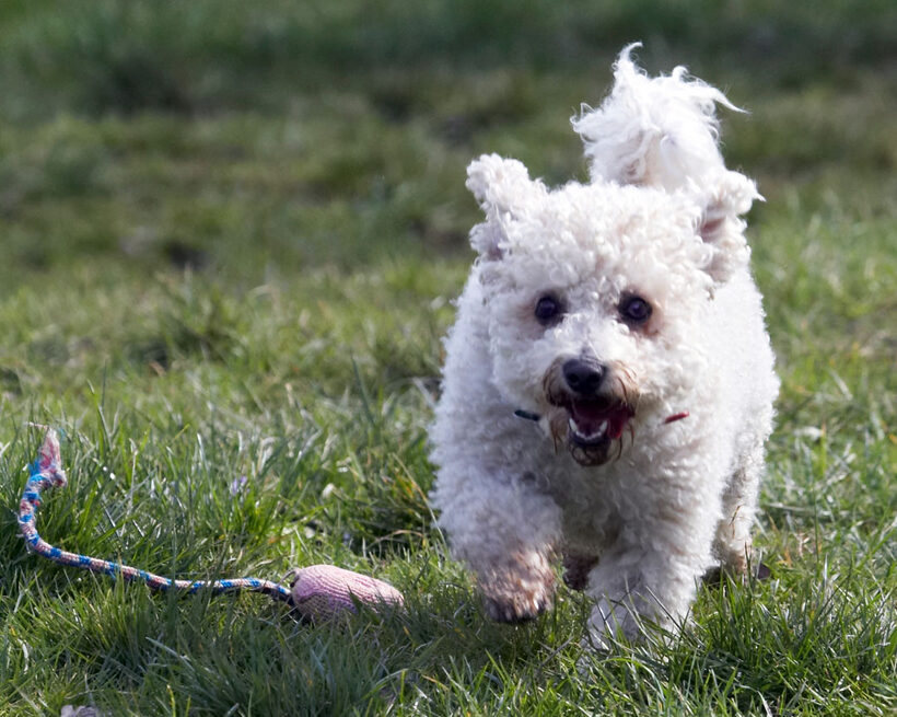 Animal, Animals, Arnie, Bichon Frise, Canine, Canines, Dog, Dogs, Land Mammal, Land Mammals, Play, Playing, Playtime, Terrestrial Mammal, Terrestrial Mammals