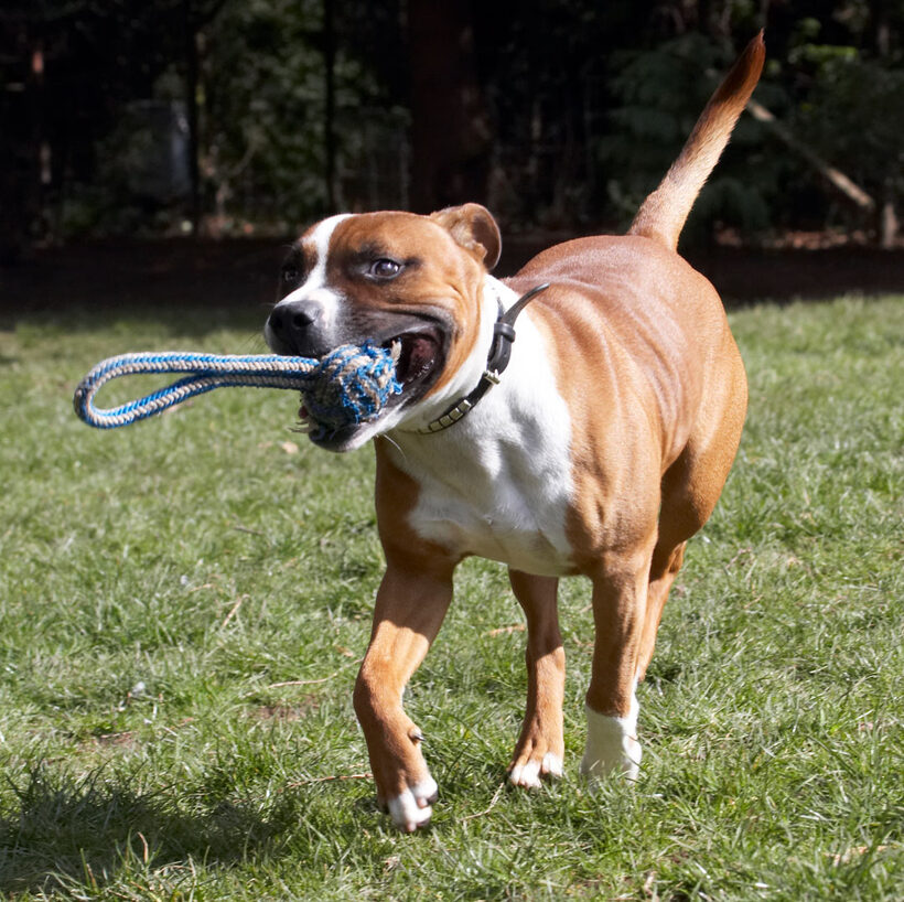 Animal, Animals, Canine, Canines, Dog, Dogs, Land Mammal, Land Mammals, Monty, Play, Playing, Playtime, Staffordshire Bull Terrier, Terrestrial Mammal, Terrestrial Mammals
