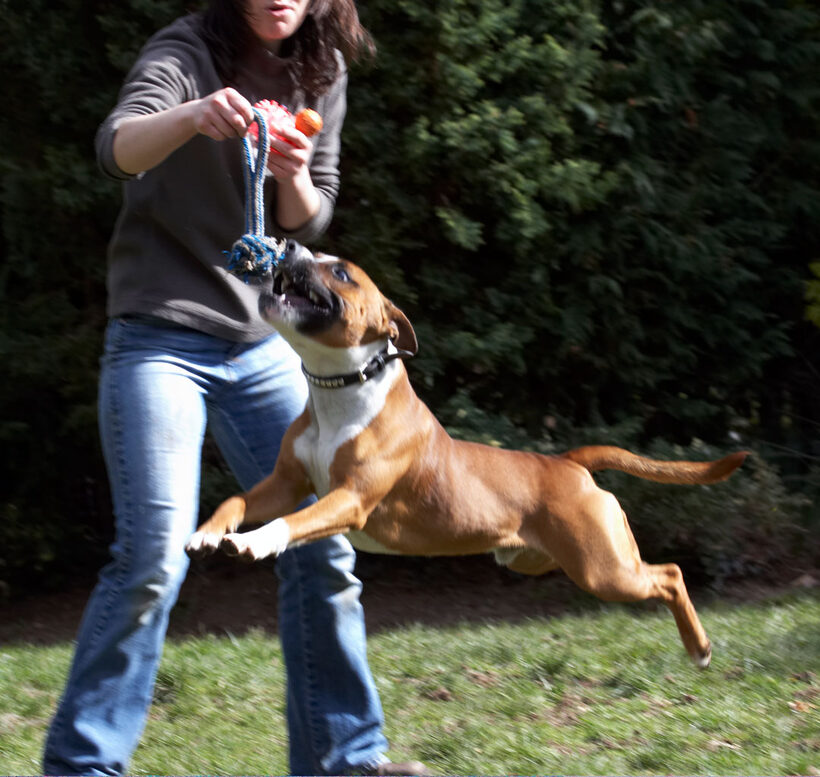 Dog, Jumping, Land Mammal, Land Mammals, Leap, Leaping, Monty, Play, Playing, Playtime, Staffordshire Bull Terrier, Terrestrial Mammal, Animal, Animals, Canine, Canines, Terrestrial Mammals, Dogs, Emilia, Flying, Jump