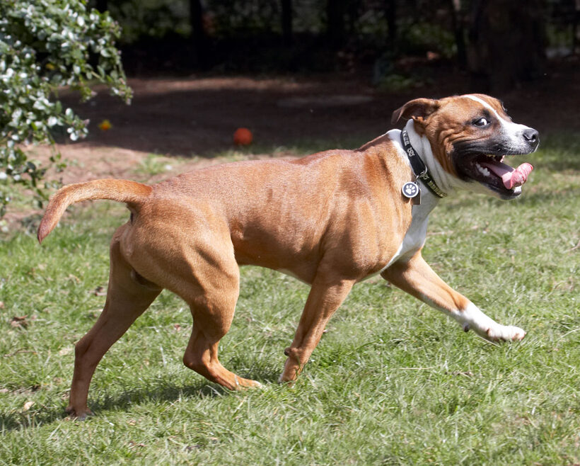 Animal, Animals, Canine, Canines, Dog, Dogs, Land Mammal, Land Mammals, Monty, Play, Playing, Playtime, Staffordshire Bull Terrier, Terrestrial Mammal, Terrestrial Mammals, Tongue