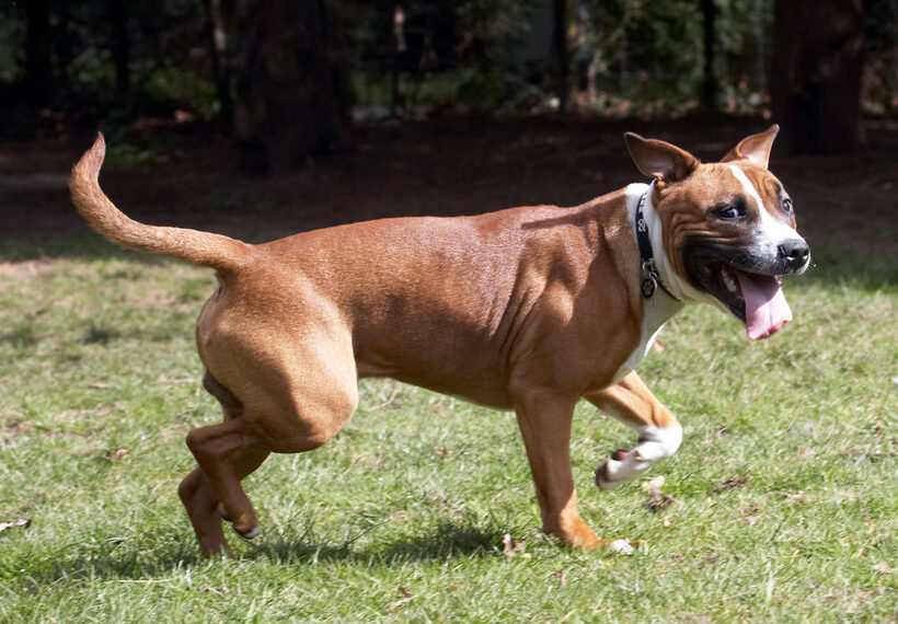 Animal, Animals, Canine, Canines, Dog, Dogs, Land Mammal, Land Mammals, Monty, Play, Playing, Playtime, Staffordshire Bull Terrier, Terrestrial Mammal, Terrestrial Mammals, Tongue