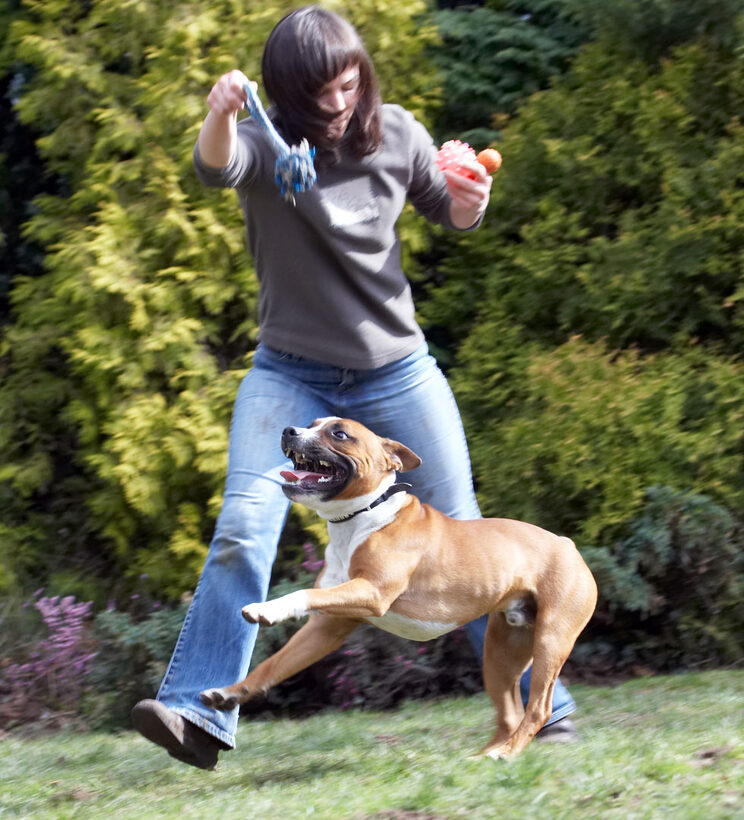 Animal, Animals, Canine, Canines, Dog, Dogs, Emilia, Land Mammal, Land Mammals, Monty, Play, Playing, Playtime, Staffordshire Bull Terrier, Terrestrial Mammal, Terrestrial Mammals