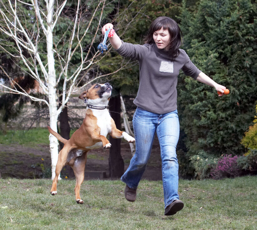 Dog, Monty, Leaping, Leap, Land Mammals, Land Mammal, Jumping, Jump, Emilia, Dogs, Animal, Animals, Canine, Canines, Play, Playing, Playtime, Staffordshire Bull Terrier, Terrestrial Mammal, Terrestrial Mammals