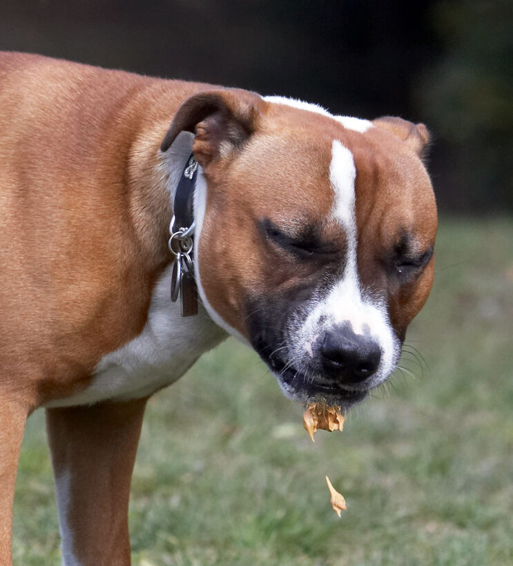 Animal, Animals, Canine, Canines, Dog, Dogs, Land Mammal, Land Mammals, Monty, Peanut Butter, Play, Playing, Playtime, Staffordshire Bull Terrier, Terrestrial Mammal, Terrestrial Mammals