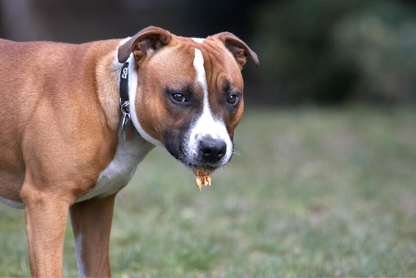 Animal, Animals, Canine, Canines, Dog, Dogs, Land Mammal, Land Mammals, Monty, Peanut Butter, Play, Playing, Playtime, Staffordshire Bull Terrier, Terrestrial Mammal, Terrestrial Mammals