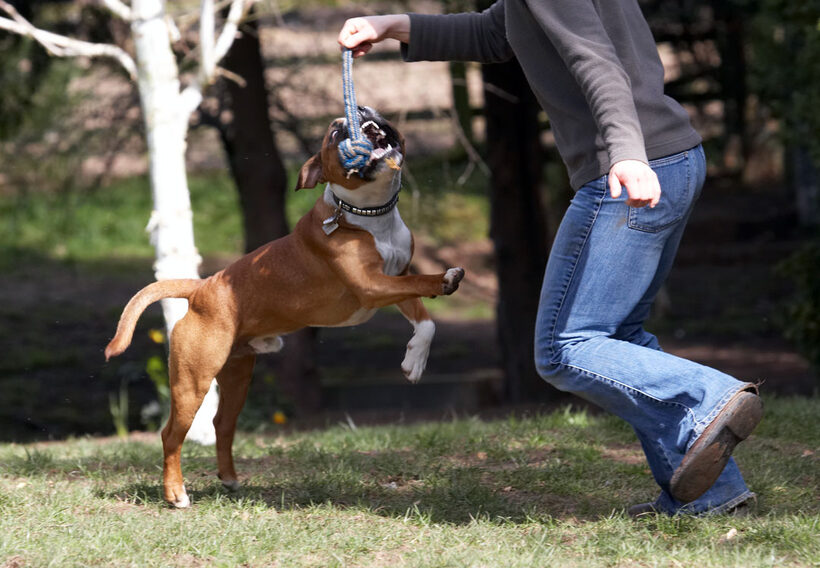 Dogs, Play, Monty, Leaping, Leap, Land Mammals, Land Mammal, Jumping, Jump, Emilia, Animal, Animals, Canine, Canines, Dog, Playing, Playtime, Staffordshire Bull Terrier, Terrestrial Mammal, Terrestrial Mammals, Tug-o-war