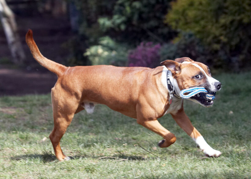 Animal, Animals, Canine, Canines, Dog, Dogs, Land Mammal, Land Mammals, Monty, Play, Playing, Playtime, Staffordshire Bull Terrier, Terrestrial Mammal, Terrestrial Mammals