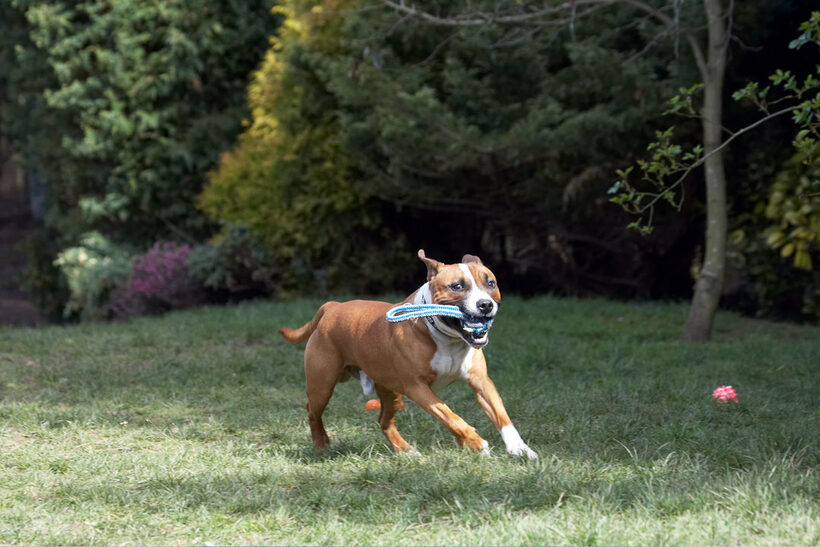 Animal, Animals, Canine, Canines, Dog, Dogs, Land Mammal, Land Mammals, Monty, Play, Playing, Playtime, Staffordshire Bull Terrier, Terrestrial Mammal, Terrestrial Mammals